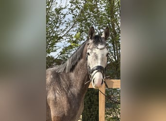 Weitere Warmblüter, Wallach, 4 Jahre, 160 cm, Schimmel