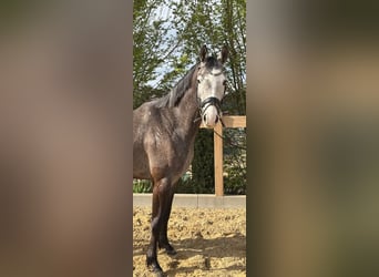 Weitere Warmblüter, Wallach, 4 Jahre, 160 cm, Schimmel