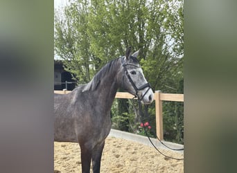 Weitere Warmblüter, Wallach, 4 Jahre, 160 cm, Schimmel