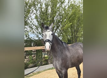 Weitere Warmblüter, Wallach, 4 Jahre, 160 cm, Schimmel