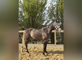 Weitere Warmblüter, Wallach, 4 Jahre, 160 cm, Schimmel