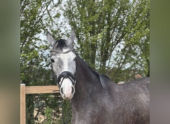 Weitere Warmblüter, Wallach, 4 Jahre, 160 cm, Schimmel