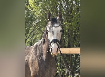 Weitere Warmblüter, Wallach, 4 Jahre, 160 cm, Schimmel