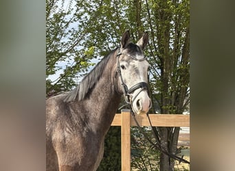 Weitere Warmblüter, Wallach, 4 Jahre, 160 cm, Schimmel