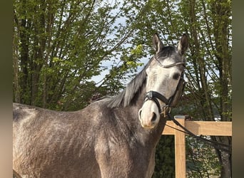 Weitere Warmblüter, Wallach, 4 Jahre, 160 cm, Schimmel