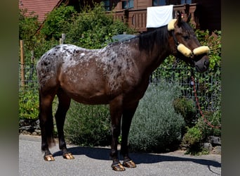 Weitere Warmblüter Mix, Wallach, 4 Jahre, 160 cm, Tigerschecke