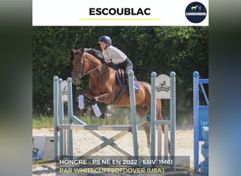 Weitere Warmblüter, Wallach, 4 Jahre, 161 cm, Brauner