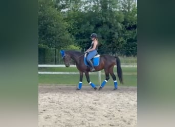 Weitere Warmblüter, Wallach, 4 Jahre, 162 cm, Dunkelbrauner