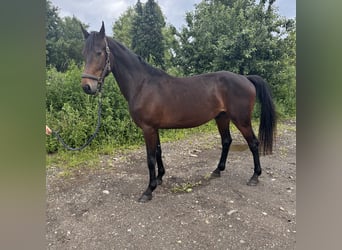 Weitere Warmblüter, Wallach, 4 Jahre, 162 cm, Dunkelbrauner