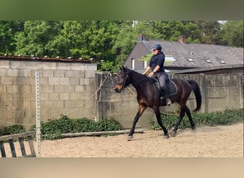 Weitere Warmblüter, Wallach, 4 Jahre, 162 cm, Dunkelbrauner