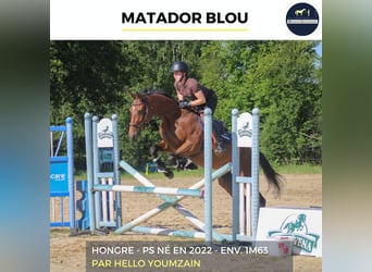 Weitere Warmblüter, Wallach, 4 Jahre, 163 cm, Brauner
