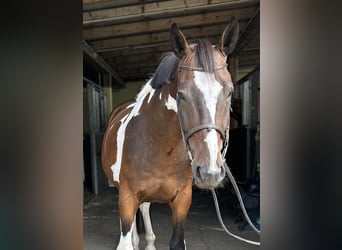 Weitere Warmblüter, Wallach, 4 Jahre, 163 cm, Schecke