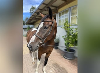 Weitere Warmblüter, Wallach, 4 Jahre, 163 cm, Schecke