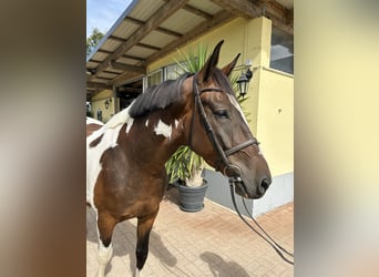 Weitere Warmblüter, Wallach, 4 Jahre, 163 cm, Schecke
