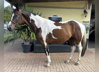 Weitere Warmblüter, Wallach, 4 Jahre, 163 cm, Schecke