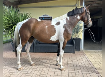 Weitere Warmblüter, Wallach, 4 Jahre, 163 cm, Schecke