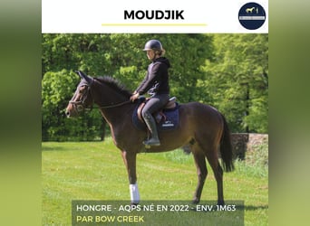 Weitere Warmblüter, Wallach, 4 Jahre, 163 cm, Schwarzbrauner
