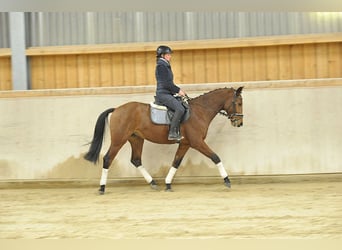 Weitere Warmblüter, Wallach, 4 Jahre, 164 cm, Brauner