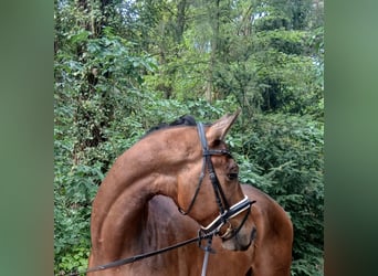 Weitere Warmblüter, Wallach, 4 Jahre, 164 cm, Brauner