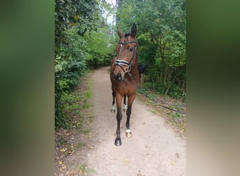 Weitere Warmblüter, Wallach, 4 Jahre, 164 cm, Brauner