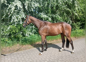 Weitere Warmblüter, Wallach, 4 Jahre, 164 cm, Brauner