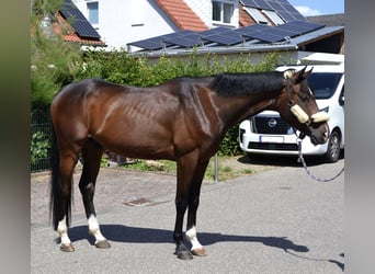 Weitere Warmblüter, Wallach, 4 Jahre, 164 cm, Brauner