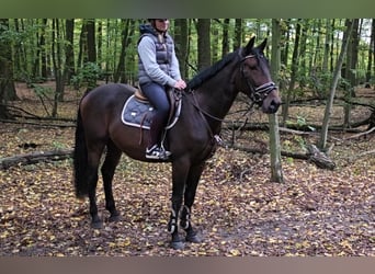 Weitere Warmblüter, Wallach, 4 Jahre, 164 cm, Dunkelbrauner
