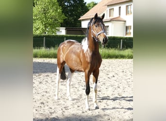 Weitere Warmblüter, Wallach, 4 Jahre, 164 cm, Schecke