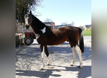 Weitere Warmblüter, Wallach, 4 Jahre, 164 cm, Schecke