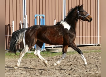 Weitere Warmblüter, Wallach, 4 Jahre, 164 cm, Schecke