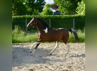 Weitere Warmblüter, Wallach, 4 Jahre, 164 cm, Schecke