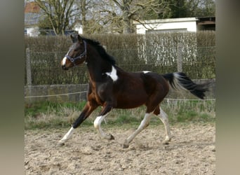Weitere Warmblüter, Wallach, 4 Jahre, 164 cm, Schecke