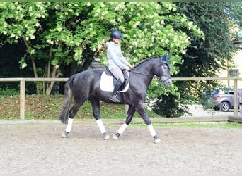 Weitere Warmblüter, Wallach, 4 Jahre, 165 cm, Blauschimmel