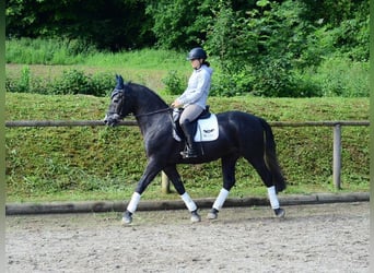 Weitere Warmblüter, Wallach, 4 Jahre, 165 cm, Blauschimmel