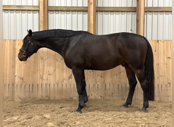 Weitere Warmblüter, Wallach, 4 Jahre, 165 cm, Dunkelbrauner