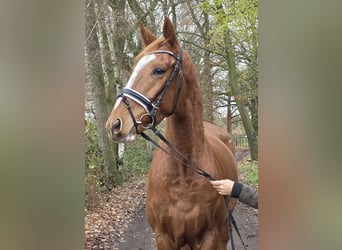 Weitere Warmblüter, Wallach, 4 Jahre, 165 cm, Fuchs