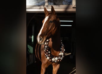 Weitere Warmblüter, Wallach, 4 Jahre, 165 cm, Fuchs