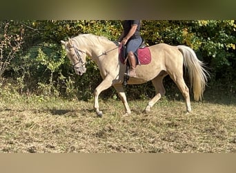 Weitere Warmblüter, Wallach, 4 Jahre, 165 cm, Palomino