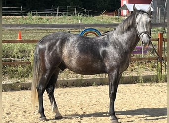 Weitere Warmblüter, Wallach, 4 Jahre, 165 cm, Schimmel