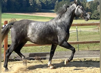 Weitere Warmblüter, Wallach, 4 Jahre, 165 cm, Schimmel