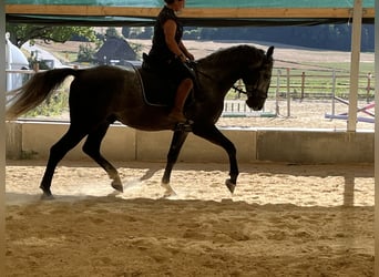 Weitere Warmblüter, Wallach, 4 Jahre, 165 cm, Schimmel