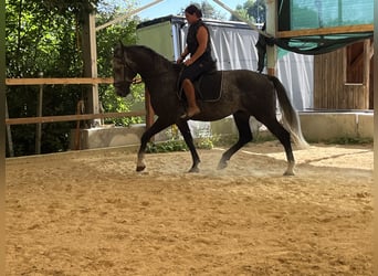 Weitere Warmblüter, Wallach, 4 Jahre, 165 cm, Schimmel
