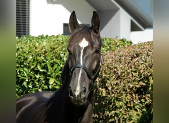 Weitere Warmblüter, Wallach, 4 Jahre, 166 cm, Rappe