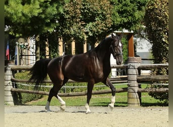 Weitere Warmblüter, Wallach, 4 Jahre, 166 cm, Rappe