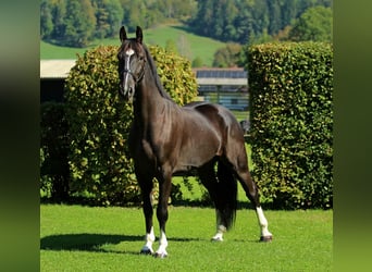 Weitere Warmblüter, Wallach, 4 Jahre, 166 cm, Rappe