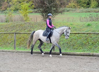 Weitere Warmblüter, Wallach, 4 Jahre, 166 cm, Schimmel