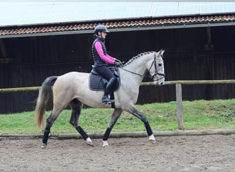Weitere Warmblüter, Wallach, 4 Jahre, 166 cm, Schimmel