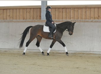 Weitere Warmblüter, Wallach, 4 Jahre, 167 cm, Brauner