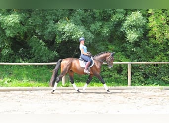 Weitere Warmblüter, Wallach, 4 Jahre, 167 cm, Brauner
