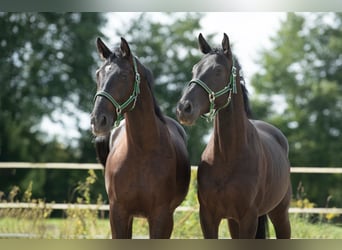 Weitere Warmblüter, Wallach, 4 Jahre, 167 cm, Rappe